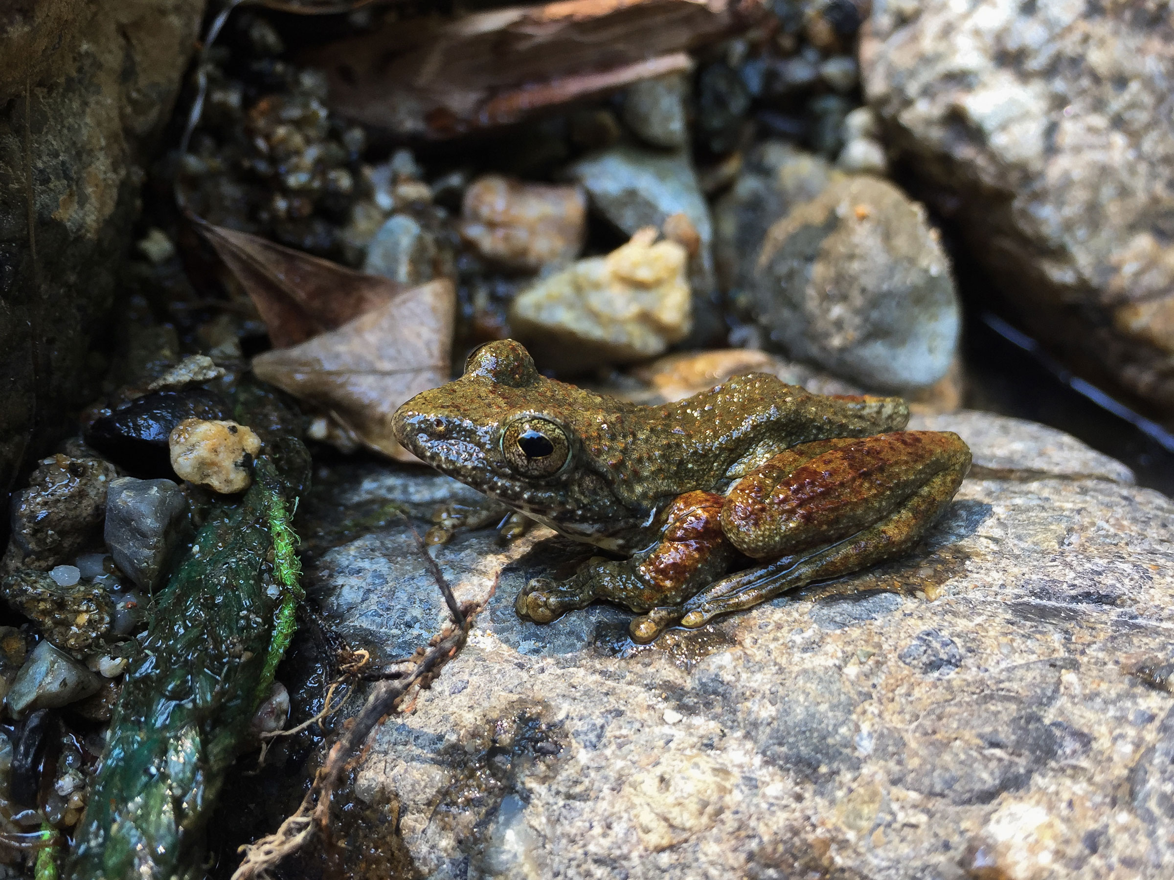 カジカガエル Buergeria buergeri | 奥河内の鳥と自然
