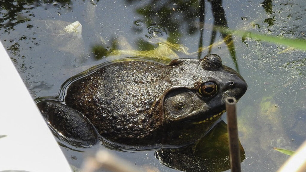 ウシガエル Lithobates catesbeianus | 奥河内の鳥と自然